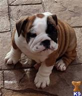 french bulldog puppy posted by Jessica reynolds